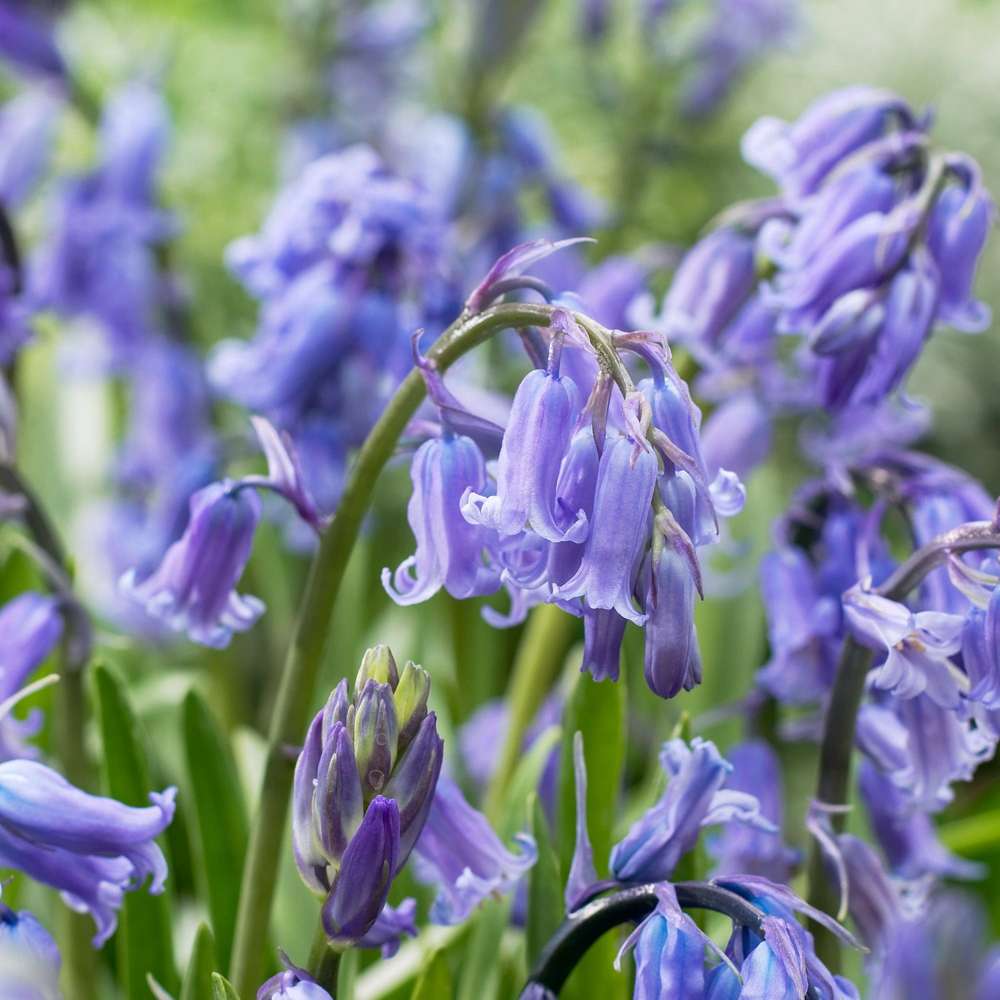 Spansk Scilla 'Bluebell Non scripta'